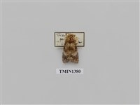 藏品(夜蛾科)的圖片